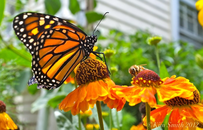 Bee and Monarch Butterfly ©Kim Smith 2012