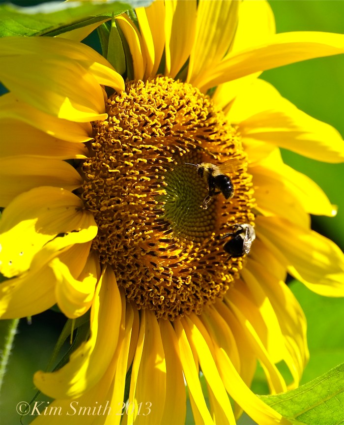 Bee and Sunflower ©Kim Smith 2013