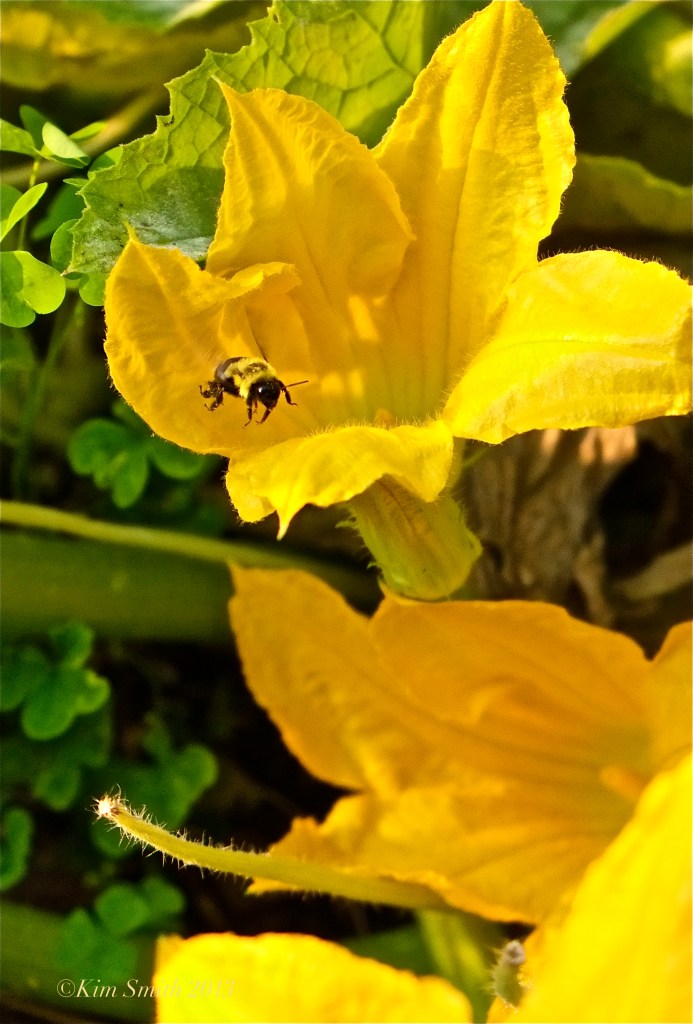 Bee Pollinating Squash Blossom ©Kim smith 2013