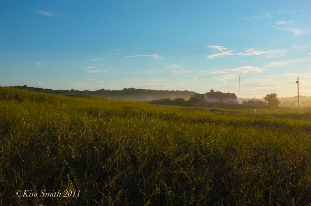 black-swallowtail-habitat-good-harbor-beach-gloucester-ma-© kim-smith-2011-copy