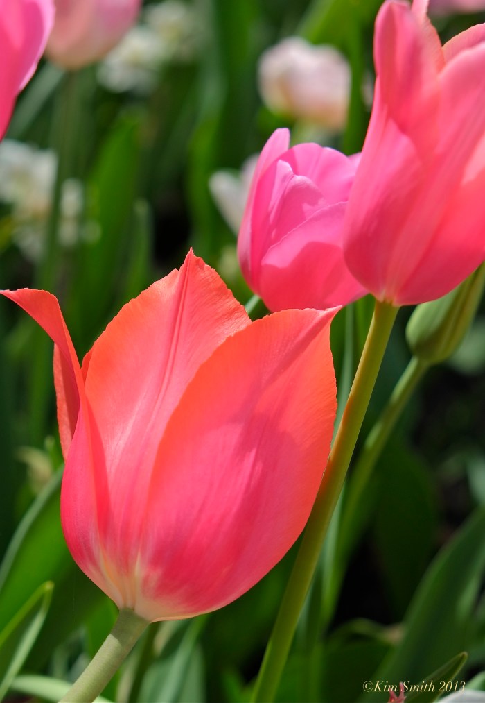 Carmine tulip ©Kim Smith 2013 copy