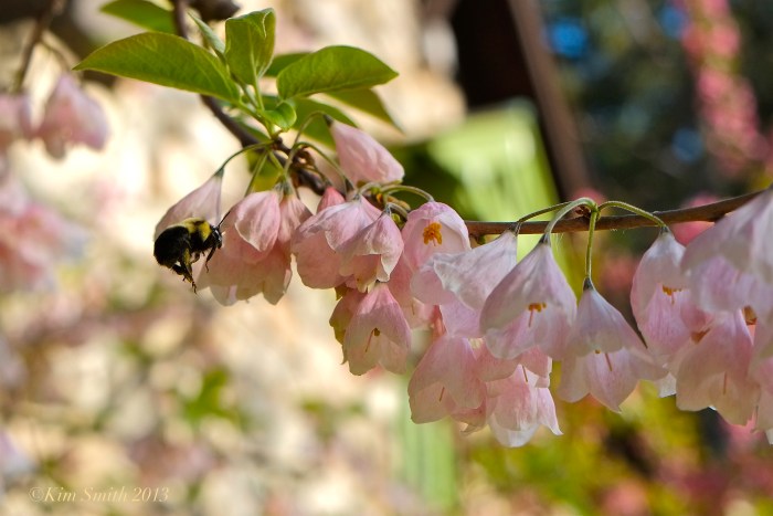 Carolina Silverbell Pink ©Kim Smith 2013