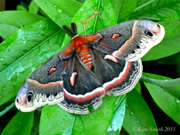 Cecropia Moth ©Kim Smith 2011