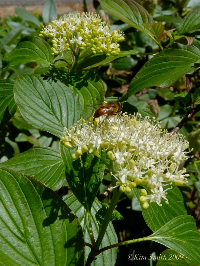 Cornus alternifolia ©Kim Smith 2009