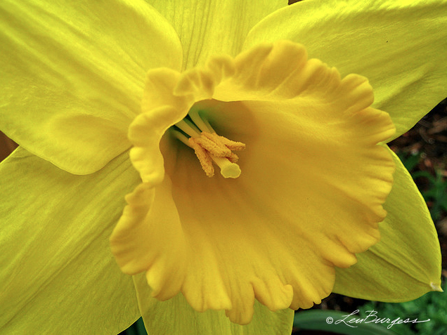 DaffodilW-Sig