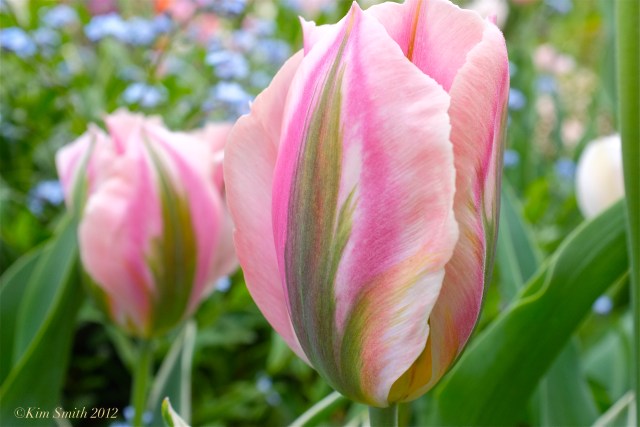 Feathered Tulips © Kim Smith 2012