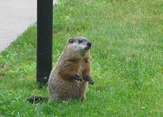 There's not a lot of wildlife in Rockport, except for coyotes. This afternoon I saw a large rodent peek out from the alleyway between the Kohl generator and utility building. A Google search to ID the animal led me to this: "This is my pet groundhog, Fred. Ok, he's not my pet. Fred just looks adorable, lives on my property and eats all the food growing in my garden. Come to think of it, Fred sounds like my kids! Fred has the most luxurious coat - deep rich brown, underlayed with soft black and highlighted with a silver grey. He reminds me of a couple of beautiful fabrics from Norbar." Photo and text from: http://thefocusondesign.blogspot.com/2010/07/color-series-this-is-fred.html