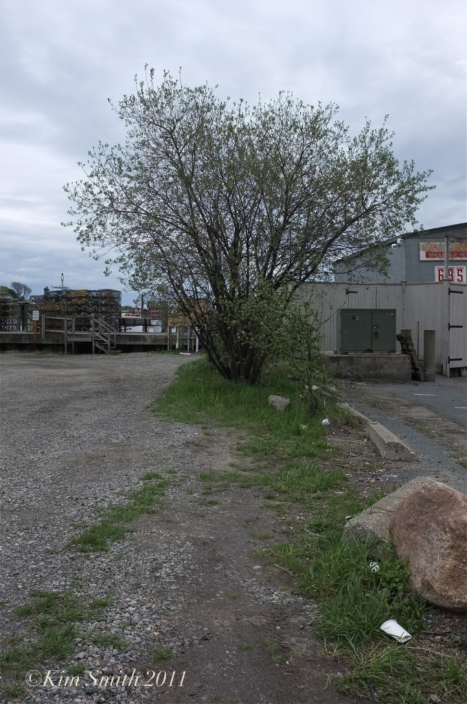 i4-c2-gloucester-harborwalk-garden-c2a9-kim-smith-c2a9-kim-smith-photo-2012-copy