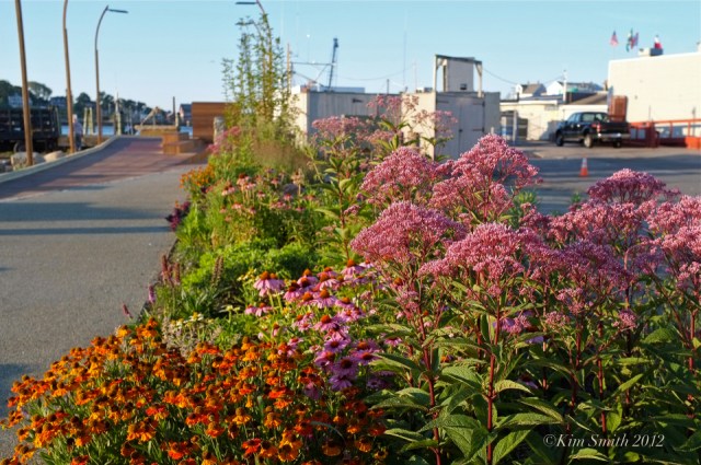 joe-pye-hellenium-gloucester-harborwalk-kim-smith-2012
