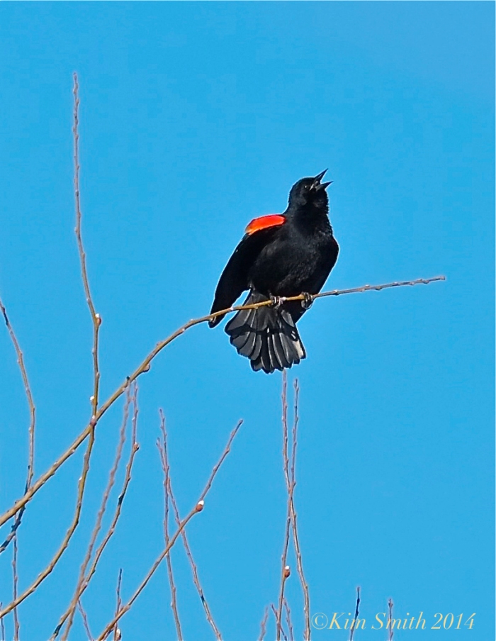 Male Red-winged Blackbird Singing ©Kim Smith 2014
