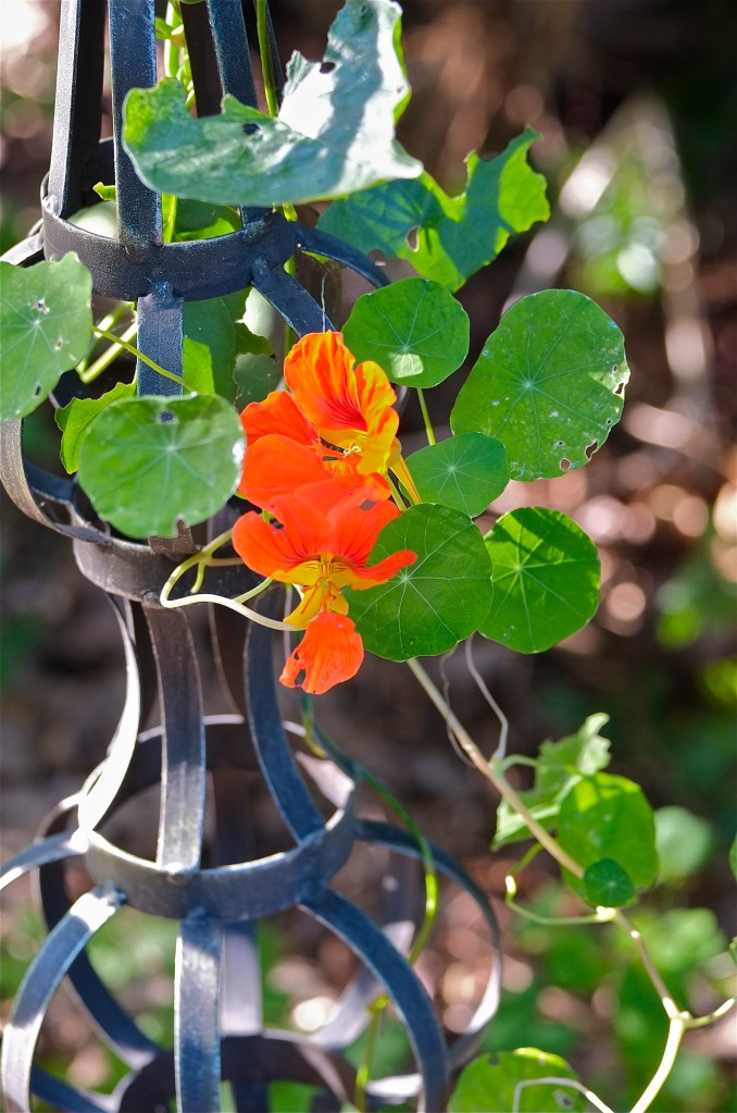 Nasturtium ©Kim Smith 2013