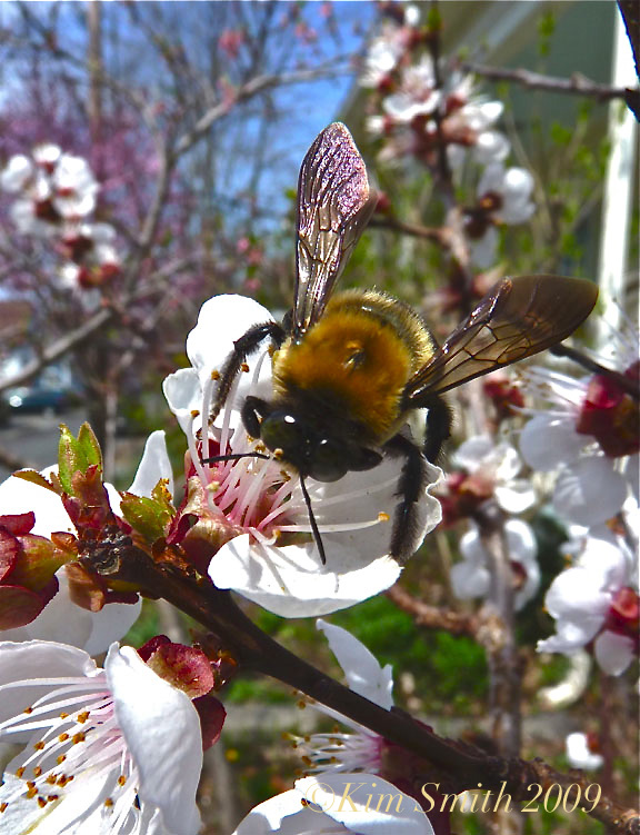 Native Bee Pollinating Apricot Tree ©Kim Smith 2009