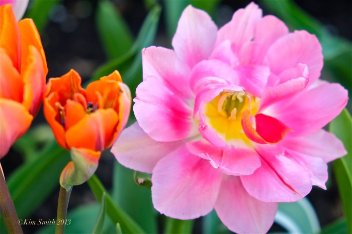 Pink Tulip ©Kim Smith 2013