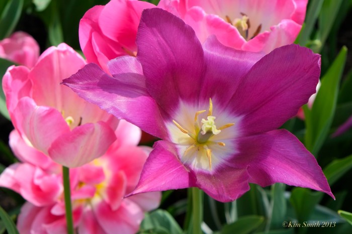 Purple Pink Tulips © Kim Smith 2013