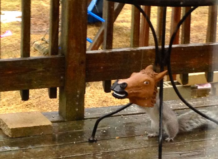 hungry squirrel acting like a horse's patoity