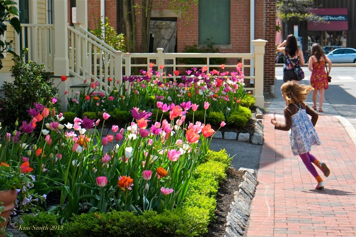 Tulips Mary Prentiss Inn Cambridge ©Kim Smith 2013