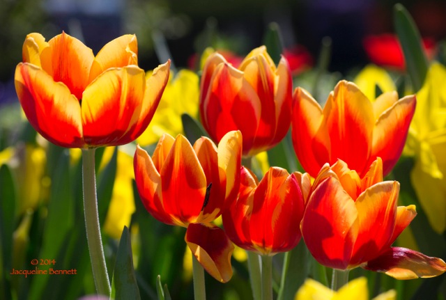 warm tulips
