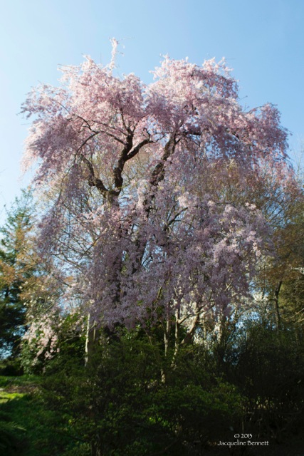 weeping cherry full copy