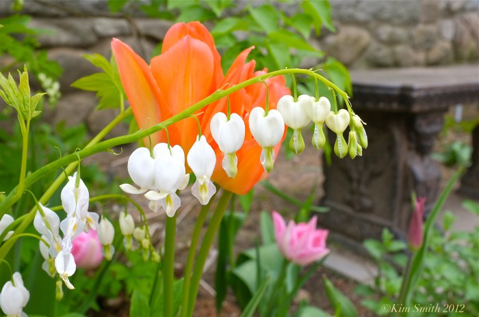 White Bleeding Heart ©Kim Smith 2012