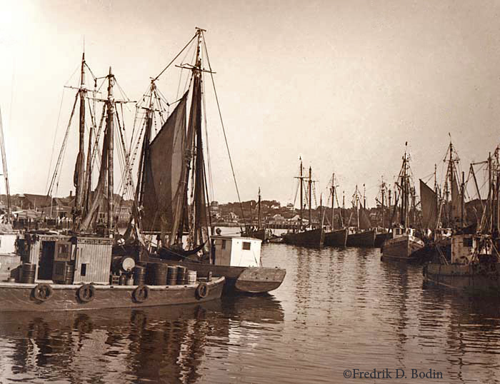 The fishing fleet is tied up in Harbor Cove about 1930, between Downtown and The Fort. The Gloucester Oil Supply Company is nearby, and a notation on the negative envelope refers to the Schooner Mayflower in the photo. Can you find it?