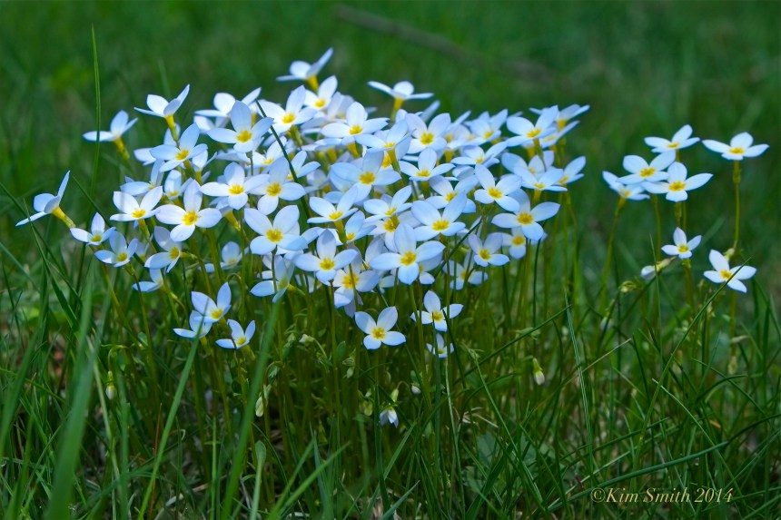 Azure Bluets, Quaker Ladies, Houstonia caerulea -2 ©Kim Smith 2014