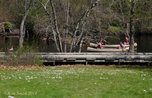 Azure Bluets, Quaker Ladies, Houstonia caerulea ©Kim Smith 2014