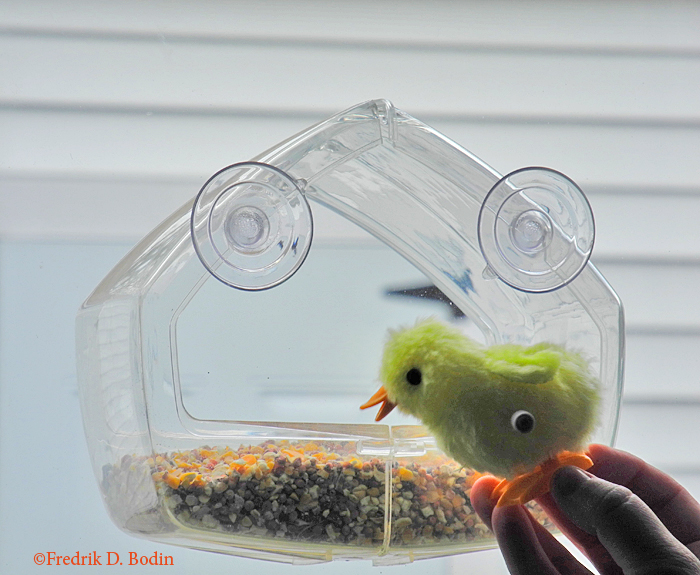 So when will I see the first bird in my new bird feeder? The closest comment to the actual bird observation will be a rubber duck, signed by Mr. 'RD' Paul Morrison.