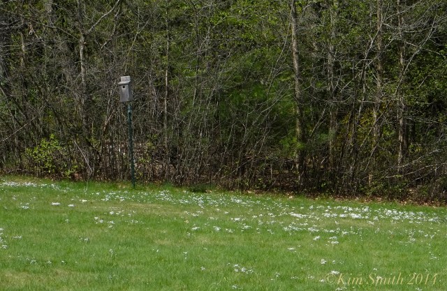 Blue bird nesting box Azure Bluets, Quaker Ladies, Houstonia caerulea Field ©Kim Smith 2014