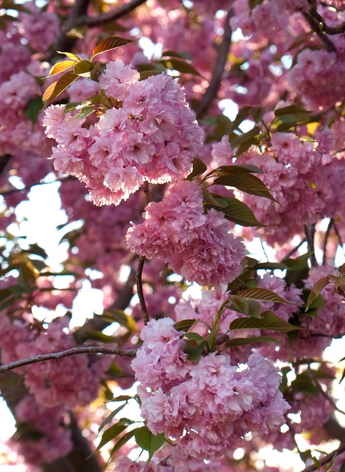 Cherry Tree ©Kim Smith 2014