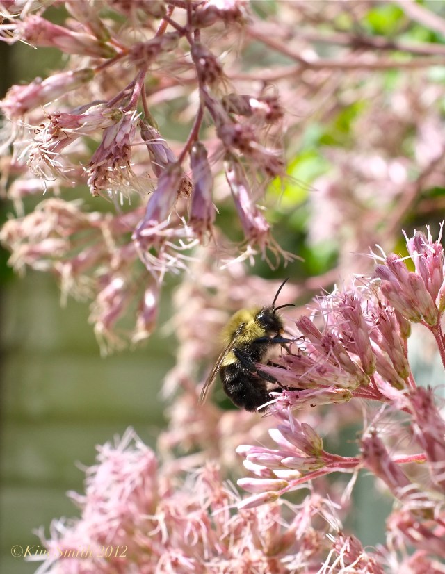 Eupatorium and Bee ©Kim Smith 2012