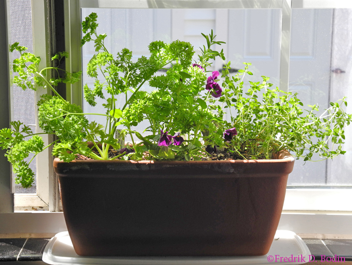 My rehabilitation garden, herbs of hope and happiness, as I joyously see it every morning. Parsley, Rosemary, Thyme, with a Flowering Beauty. "Gardening is medicine that does not need  a prescription ... And with no limit on dosage." - Author unknown Garden of Optimism grown from seed in in Gloucester, and generously given as a healing gift by Lise Breen.