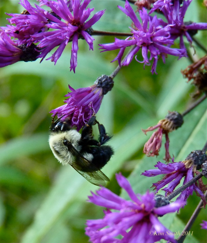 Ironweed Bee ©KIm Smith 2011