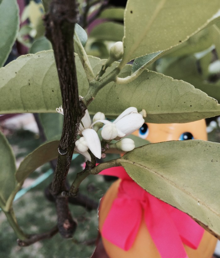 Rubber Duck is trying to convince Joey to buy a lime tree. Fragrant blossoms that turn into limes that are the tastiest limes for Bombay Gin and Schweppes Tonic. Or skip the tonic, just gin on ice and a nice fact wedge of lime ripened on the tree.