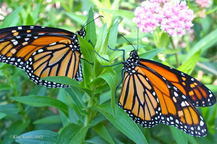 male-female-monarch-butterfly-marsh-milkweed-2-c2a9kim-smith-2012-copy