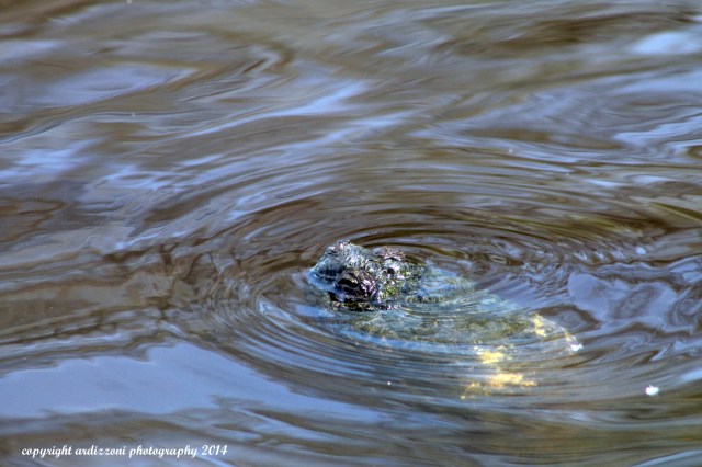 May 12, 2014 anyone know what this is