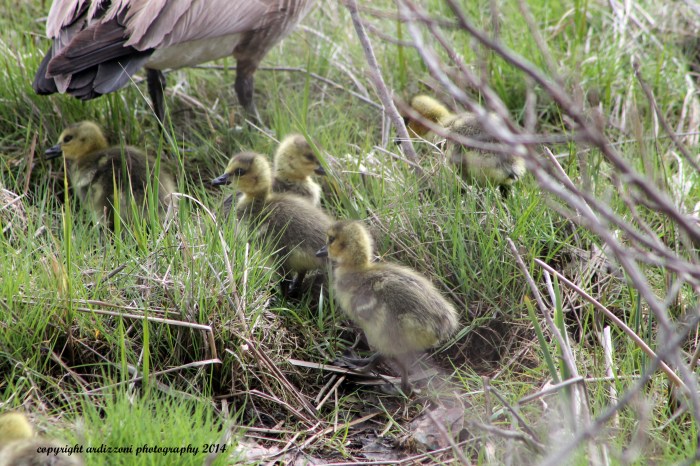 May 6, 2014 Goslings in the marsh