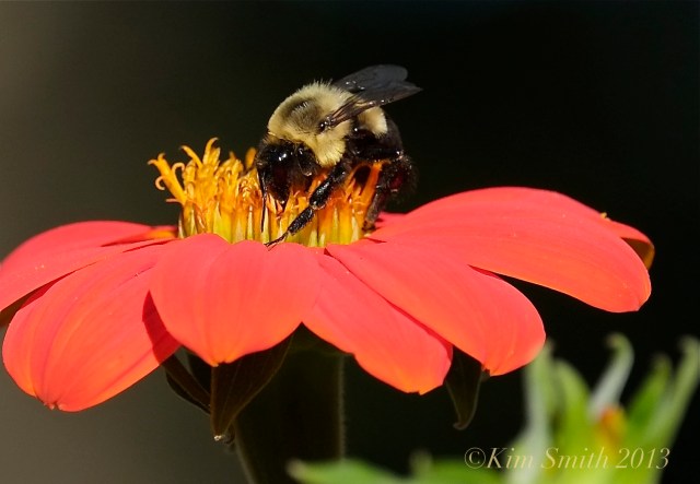 Mexican Sunflower © Kim Smith 2013