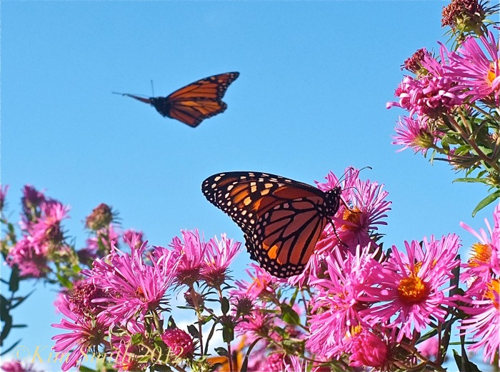 Monarch Butterflies Pink New England Aster ©Kim Smith 2012