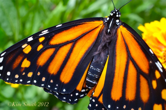 Monarch Butterfly fur ©Kim Smith 2012