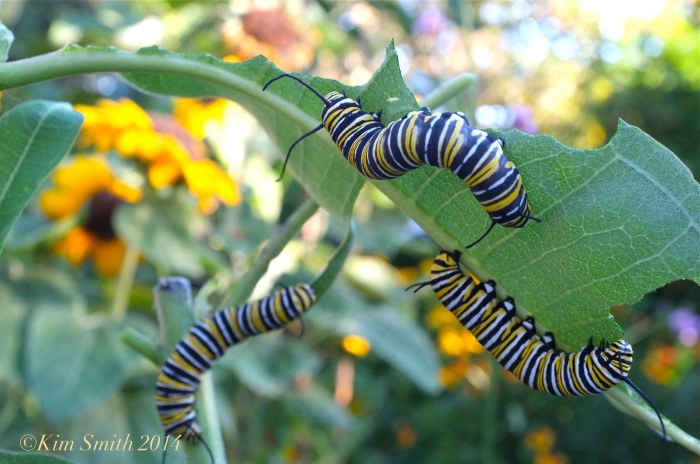 Monarch Caterpillars Common Milkweed ©Kim Smith 2012