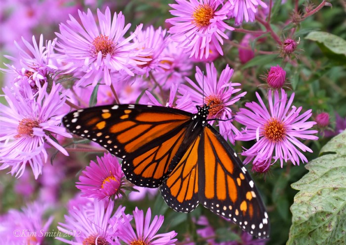 monarch-new-england-aster-c2a9kim-smith-2013