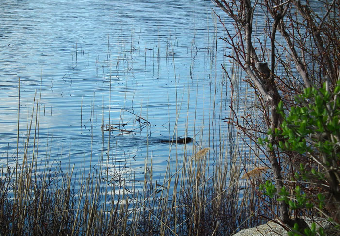 niles pond loch ness monster