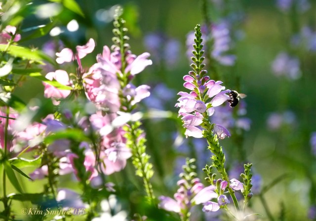 Obedient Plant and Bee Physostegia virginiana ©Kim Smith 2013