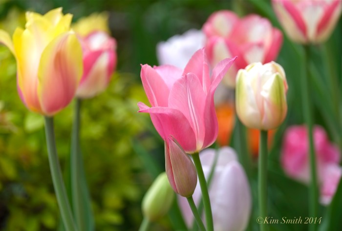 Pink Tulips Willowdale Estate ©Kim Smith 2014