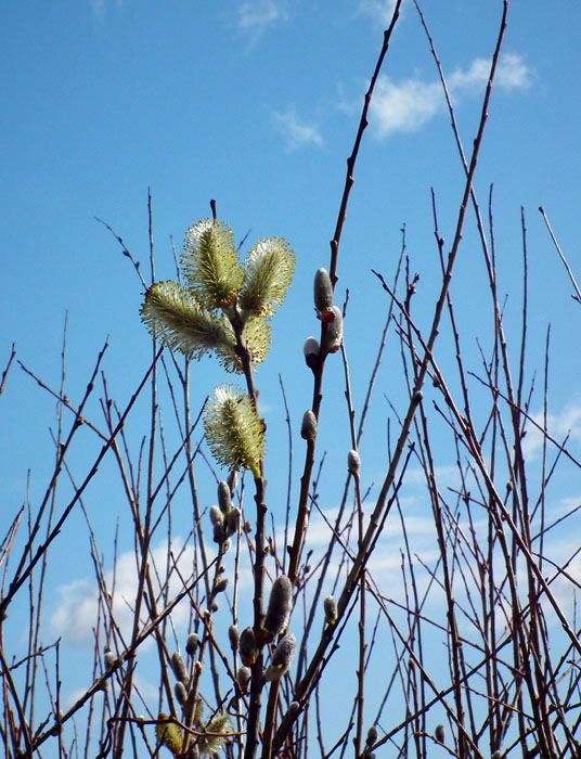 pussywillow blooms