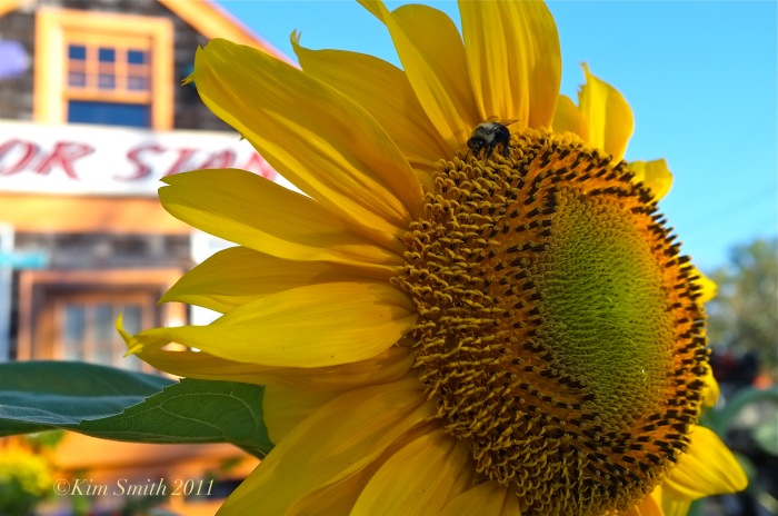 Sailor Stan sunflower and bee ©Kim Smith 2011