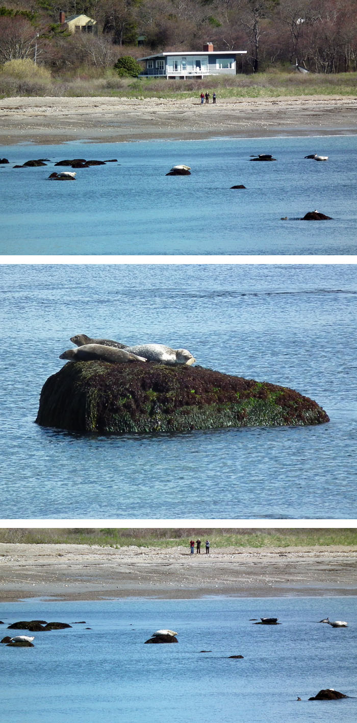 seal watching at brace cove