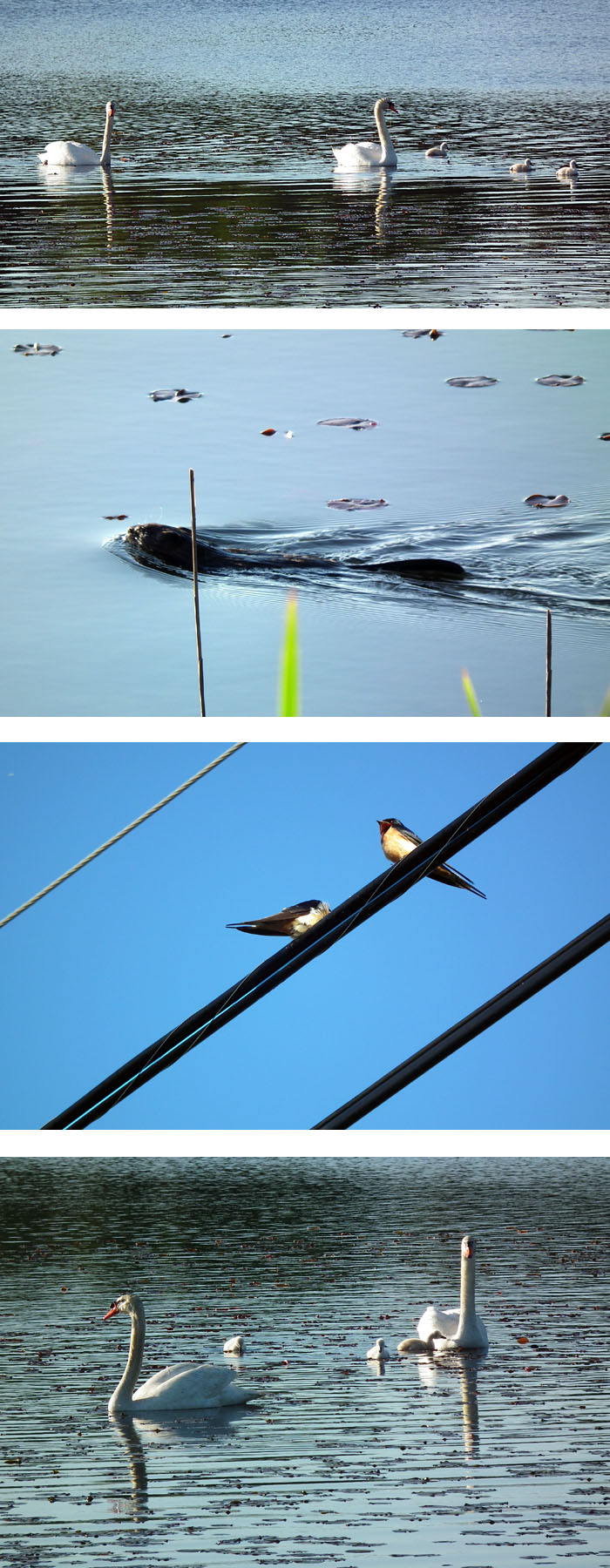 swans swallows cygnets