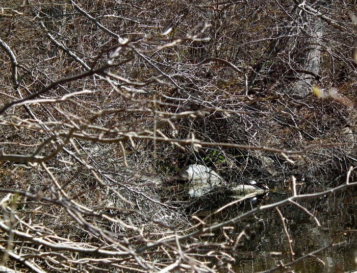 turtles at niles pond