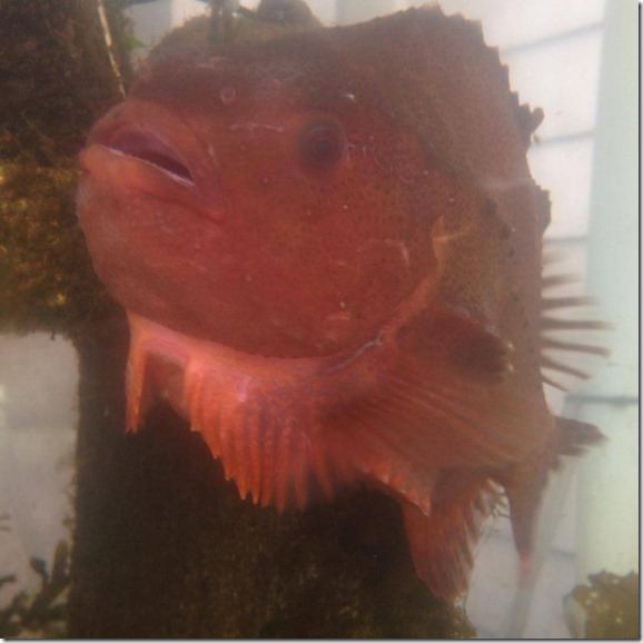 10492243_750418241668706_5902705553837558108_n